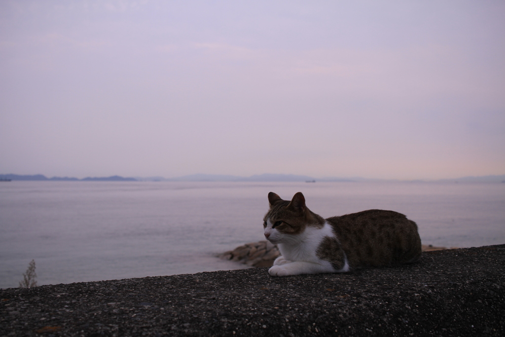 トムくん