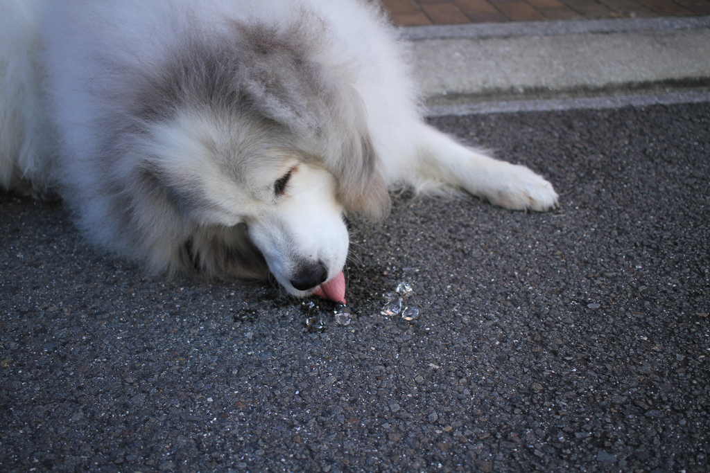アイスコーヒーの残りの氷をほおばるココさん