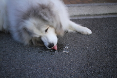 アイスコーヒーの残りの氷をほおばるココさん