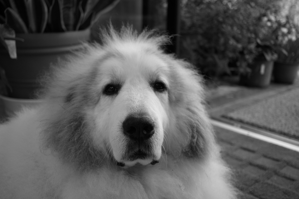 ココちゃんは白黒にすると映えるな