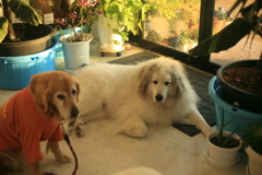 みゅうちゃんとココちゃん