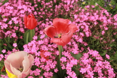 ココさん所の花