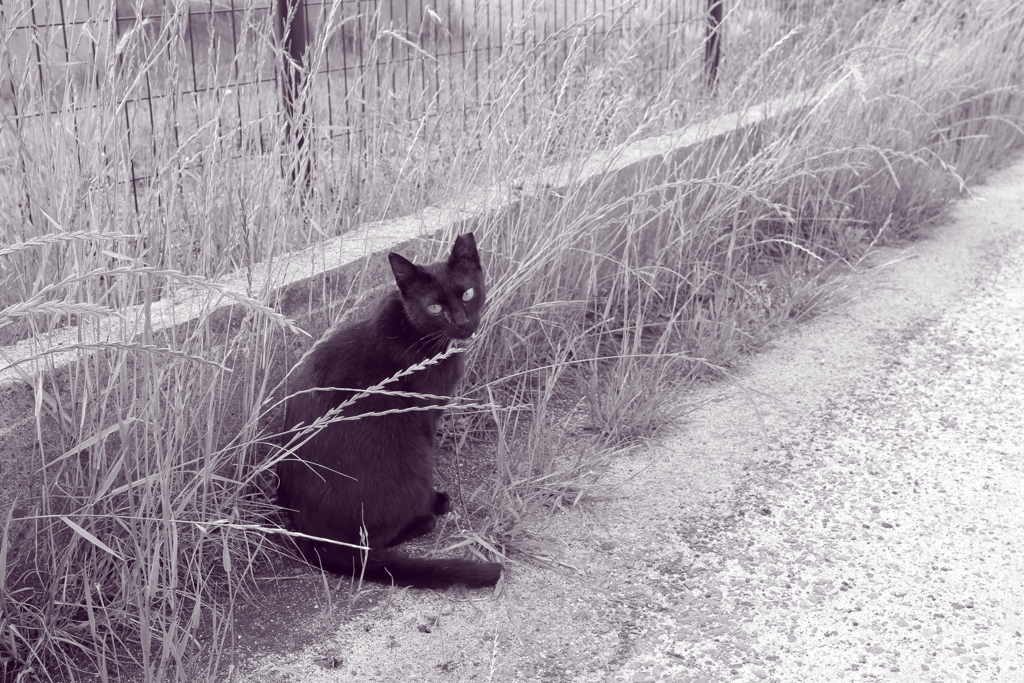 道端に小さな花が咲いている　それを幸せと感じたい