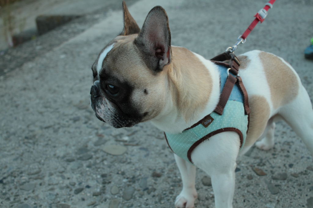 11-12の写真表示がおかしいので再掲