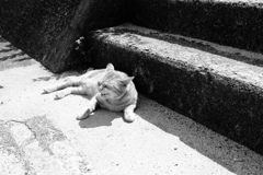 マルちゃん　暑いね