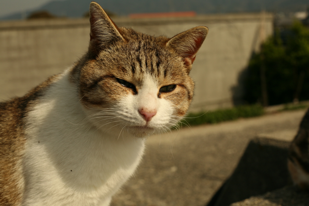 今日も元気なトム君