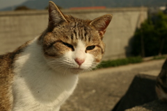 今日も元気なトム君