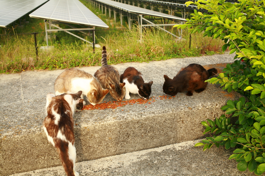 おまんまおいしいニャー