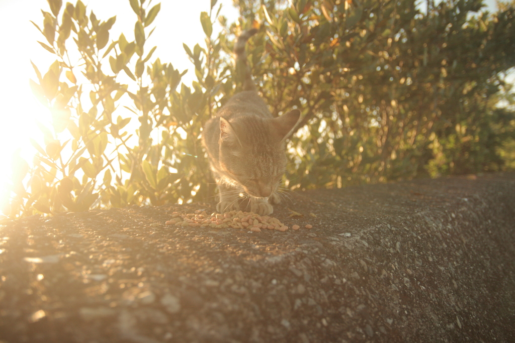 おまんまおいしい