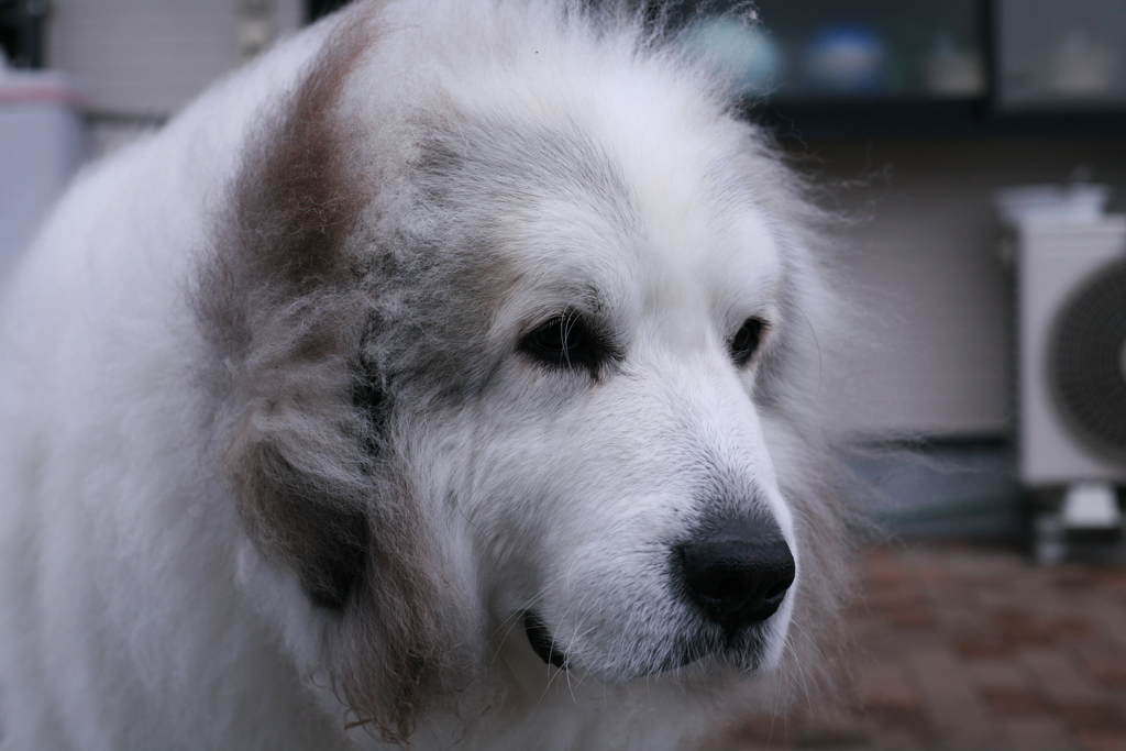 日曜も元気なココさん