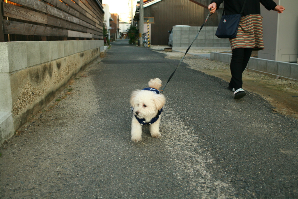 散歩してるポーちゃん