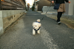 散歩してるポーちゃん