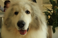 昼前もお店番してるココさん