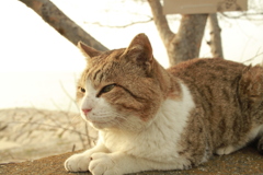 トム君