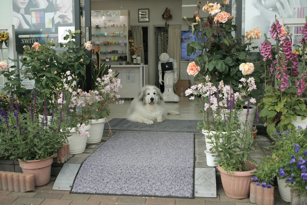 今日もお店番してるココさん