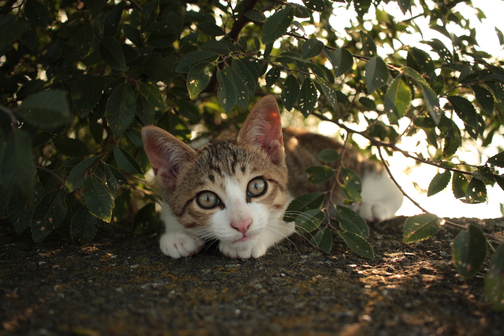 吾輩は子ねこである、名前はまだない