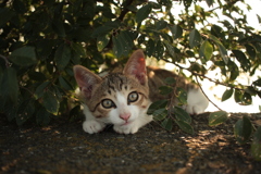 吾輩は子ねこである、名前はまだない