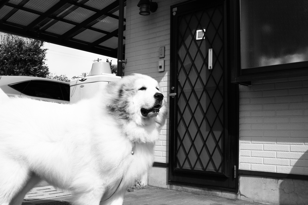 今日も美ワンコのココ様