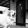 今日も美ワンコのココ様