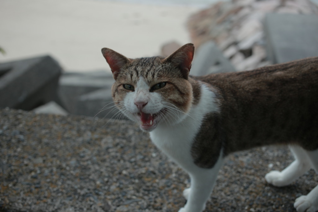 今日も元気なトム君