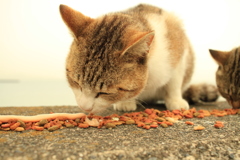 トムくん