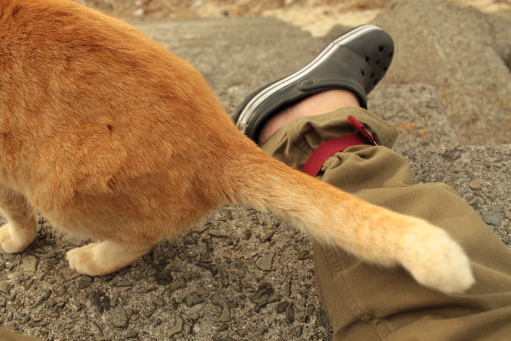 トラちゃんのしっぽ