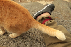 トラちゃんのしっぽ