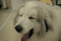 今日も元気なココ様