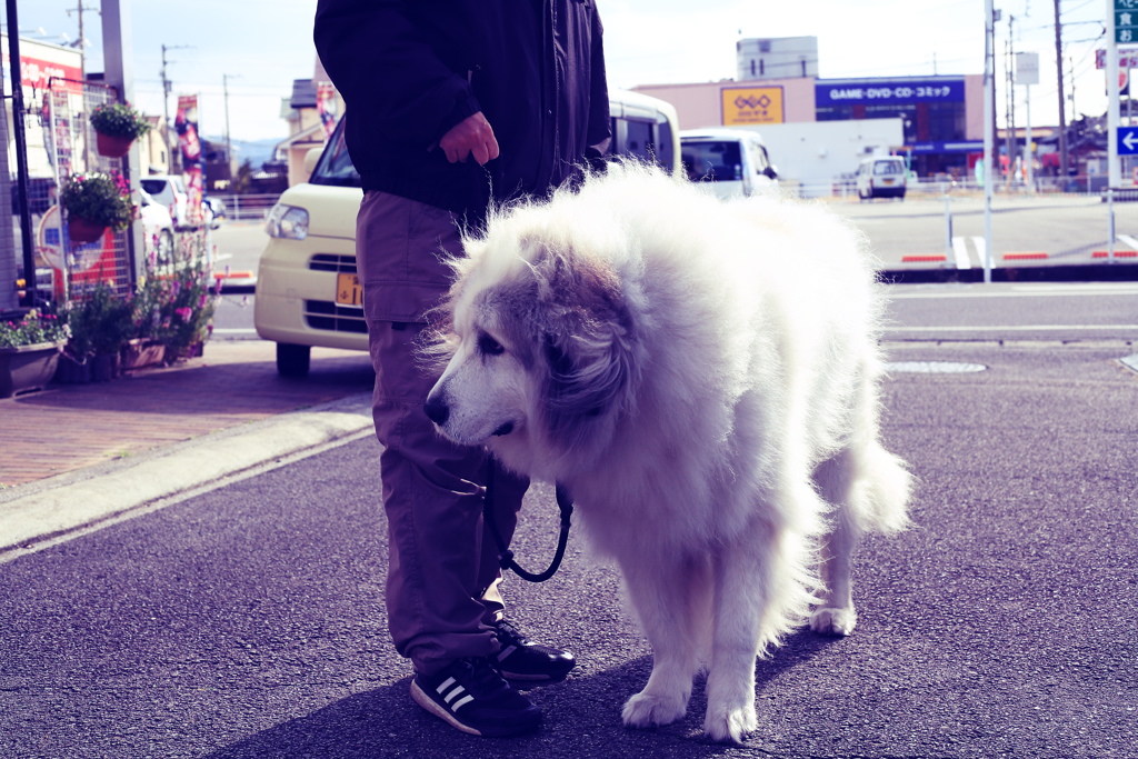 お父さんと散歩に行くココさん