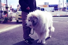 お父さんと散歩に行くココさん