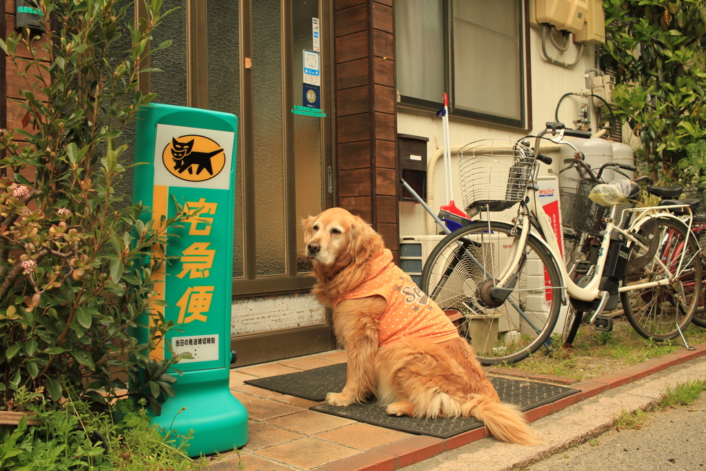 お宿番してるみゅうちゃん