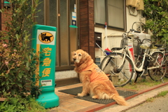 お宿番してるみゅうちゃん