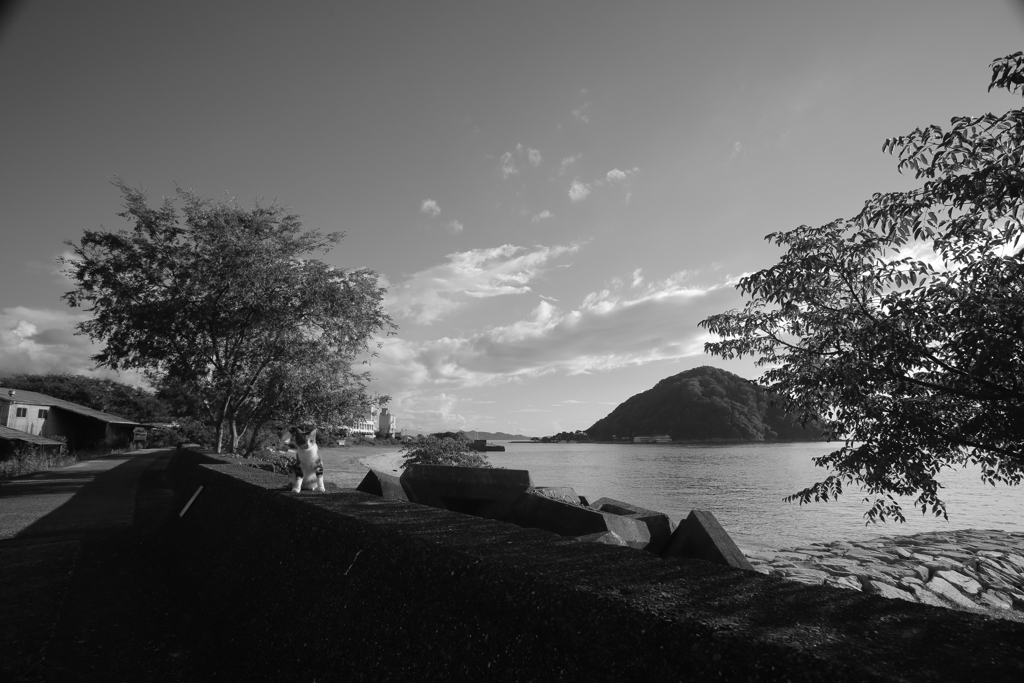 ねことモノクロとＴシャツと私