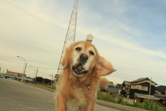 ジャーキーが欲しくて吠えてるみゅうちゃん