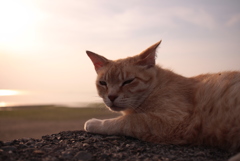 カメラ向けられていやそうなトラヤン