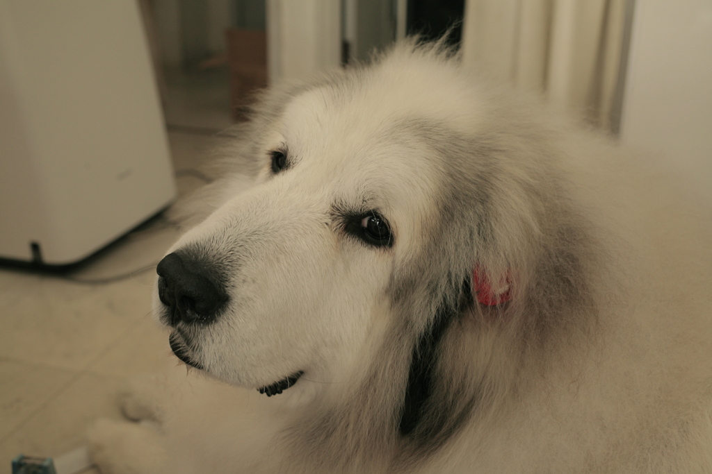 お昼、お店番してるココ様