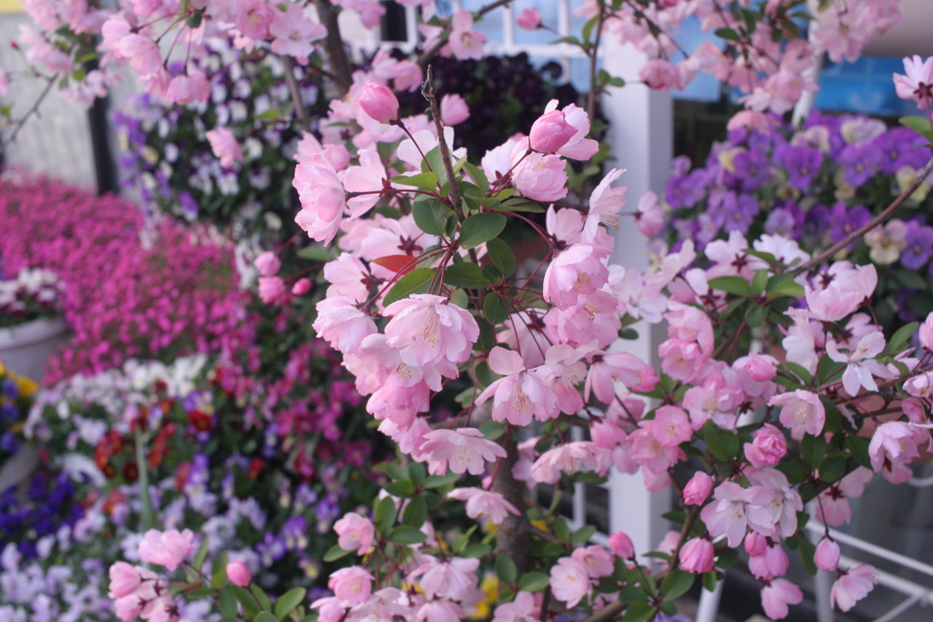 ココさん所の花