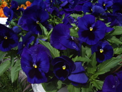 ココさん所の花