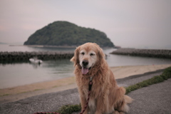 今日もみゅうちゃんと散歩