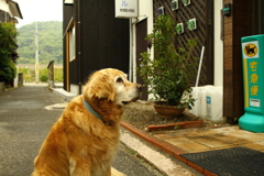 小雨の日の営業本部長みゅうちゃん