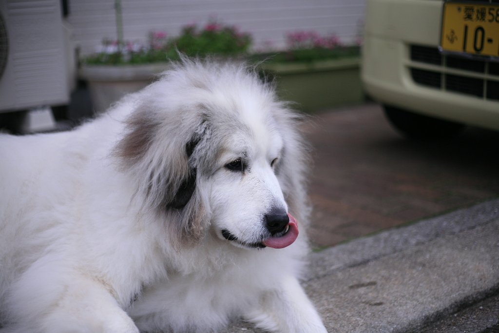 今日もココ様は元気