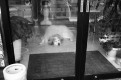 お店番してるココさん