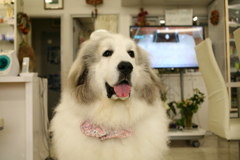 お店番してるココちゃま