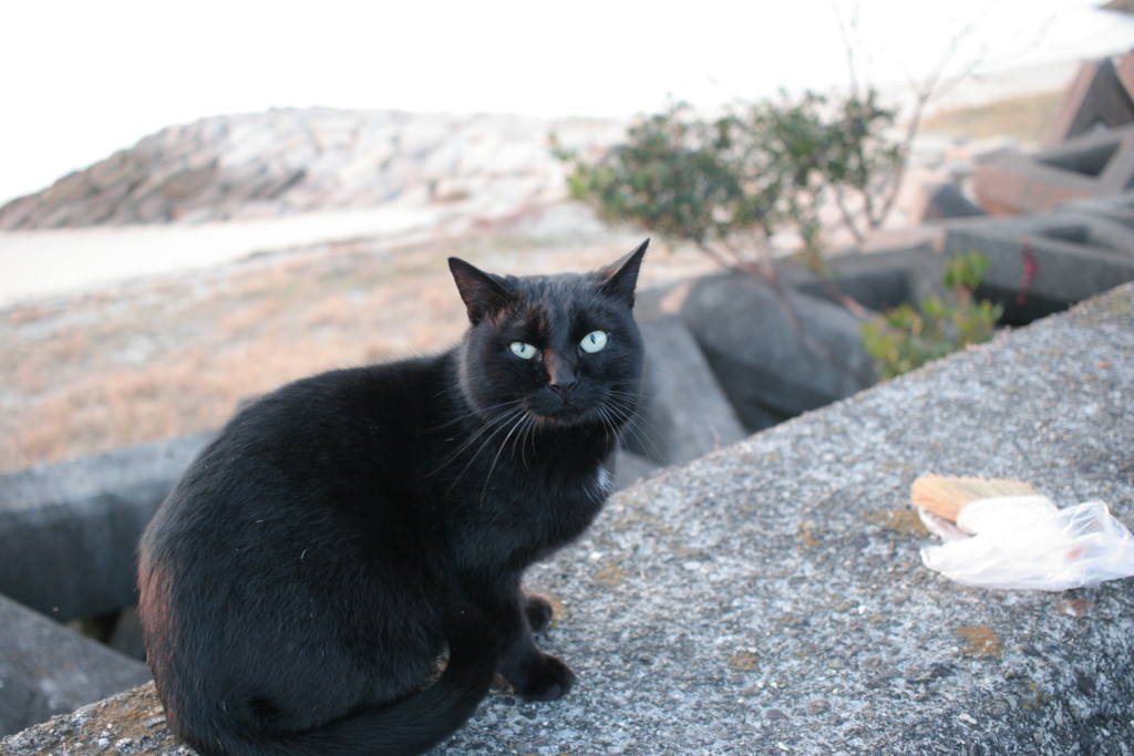 くろねこ