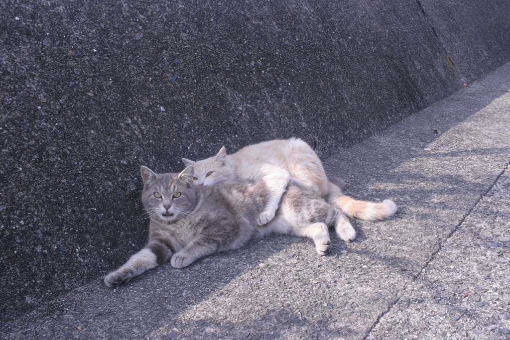いま～はるがきて～きみは～スケベに～なった