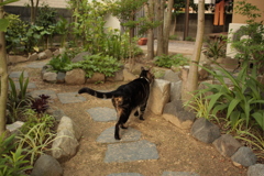 朝うちの庭にいた近所の飼い猫