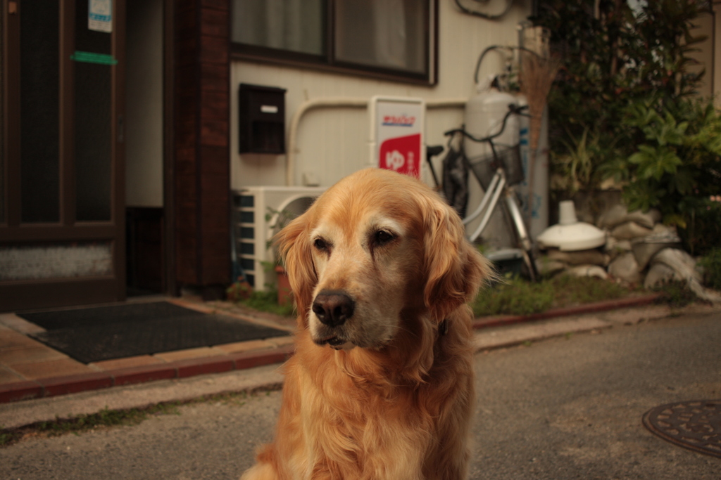 お宿番のみゅうちゃん