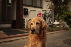 お宿番のみゅうちゃん