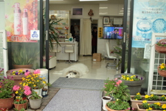 お昼もお店番してるココちゃん