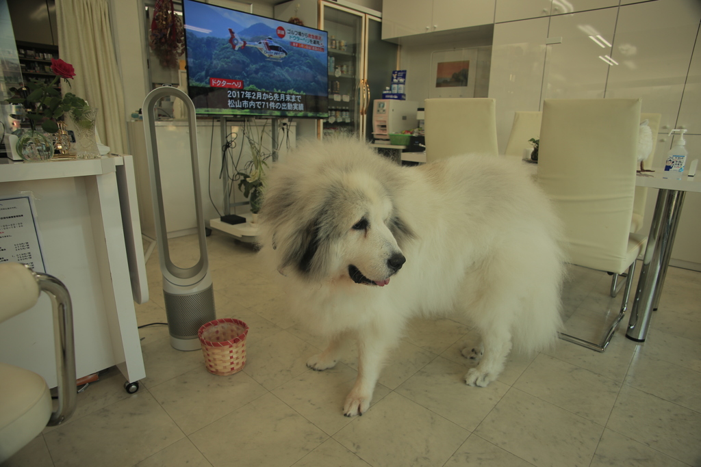 お店番してるココさん